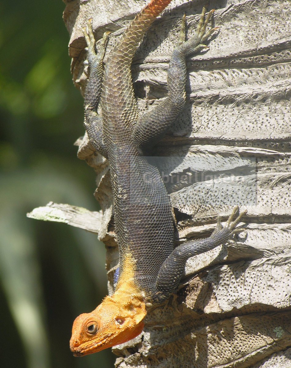 SerpenIllus's tweet photo. Episode 4 of @SquaMatesPod is UP!!! π π¦ πΈ and this time we talk about introduced exotic reptiles and amphibians. We have quite a lot to say about that! https://t.co/VIddEwib4U #herpetology #squamatespod https://t.co/fMpuMGMvLc