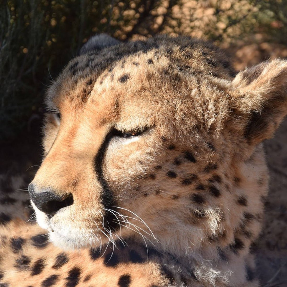 Catching the last rays of sun in the afternoon 😍🐆 
#safariwithpurpose
#masaimarareserve #africa