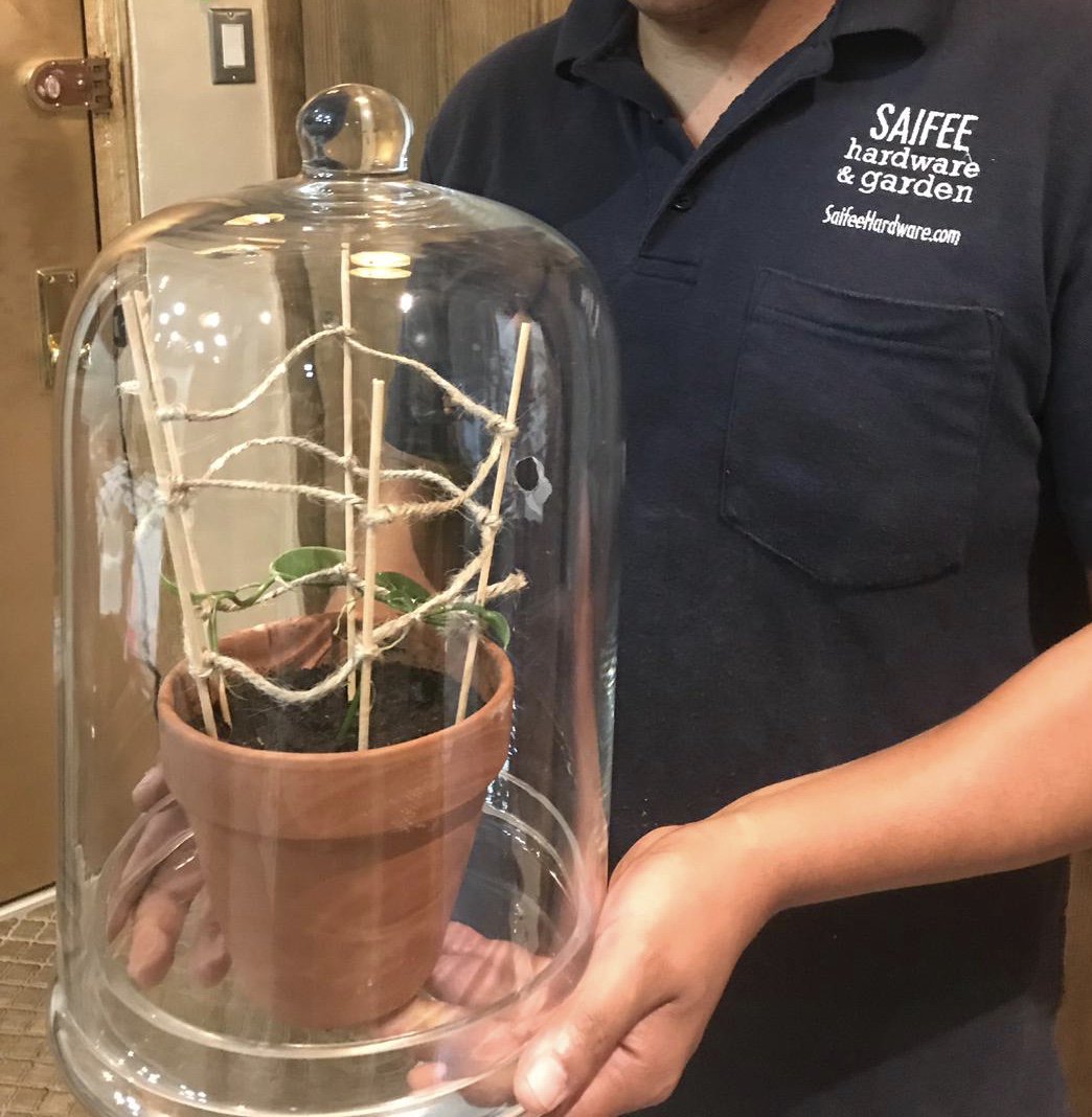 SaifeeHardware's tweet photo. #Cloche, #glass #vases, #candles, and lots of other items to decorate your #home and #office https://t.co/fUXamw26vf