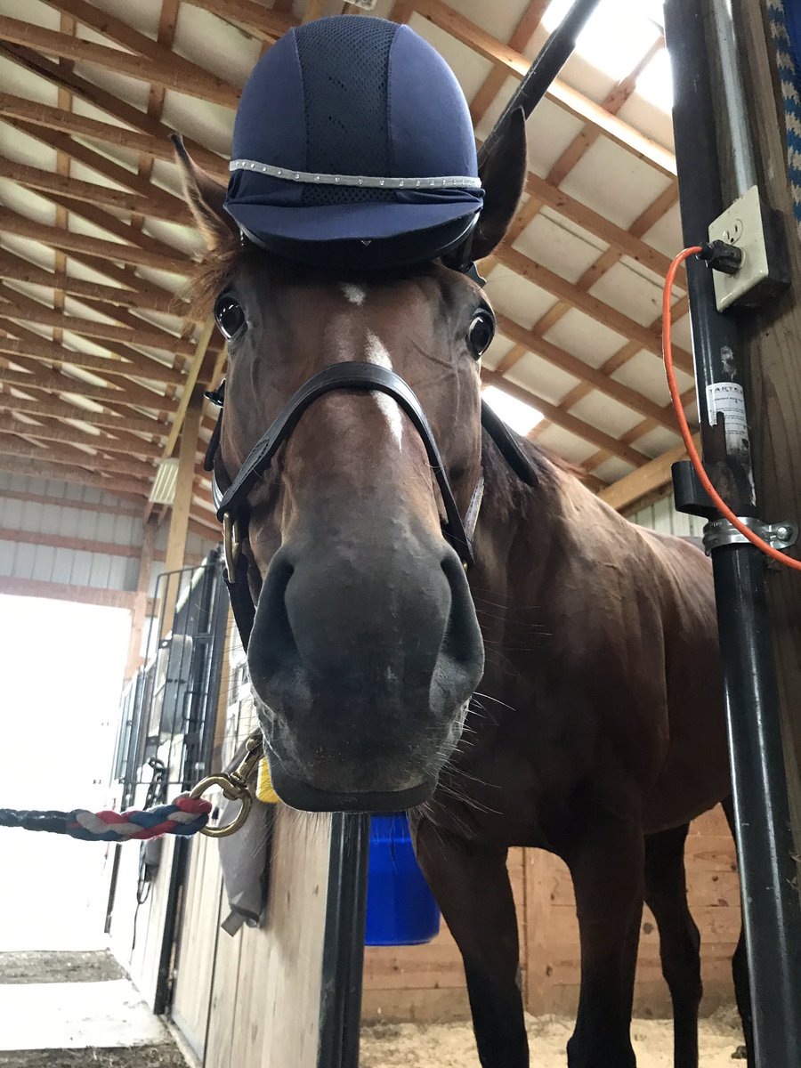 torijada6's tweet image. Smartie has decided he’s taking over the show now. 🤣 someone’s ready for the @RRP_TBMakeover #Ottb #SmartTransition