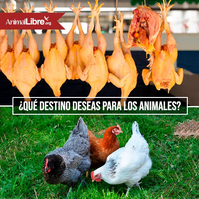 Animal_Libre's tweet photo. ¡Elijamos la vida en libertad, elijamos el veganismo! 

#AnimalLibre #CambiaElMenu #Veganismo #DerechosAnimales #veg #Vegetarian #veganchile #veganos #veganas #NoEsdeporte #veggie #Plantbased #vegetales #vegetarianos #vegetarianas #animallover #Veganpower #vegan https://t.co/8OQylFoC0v