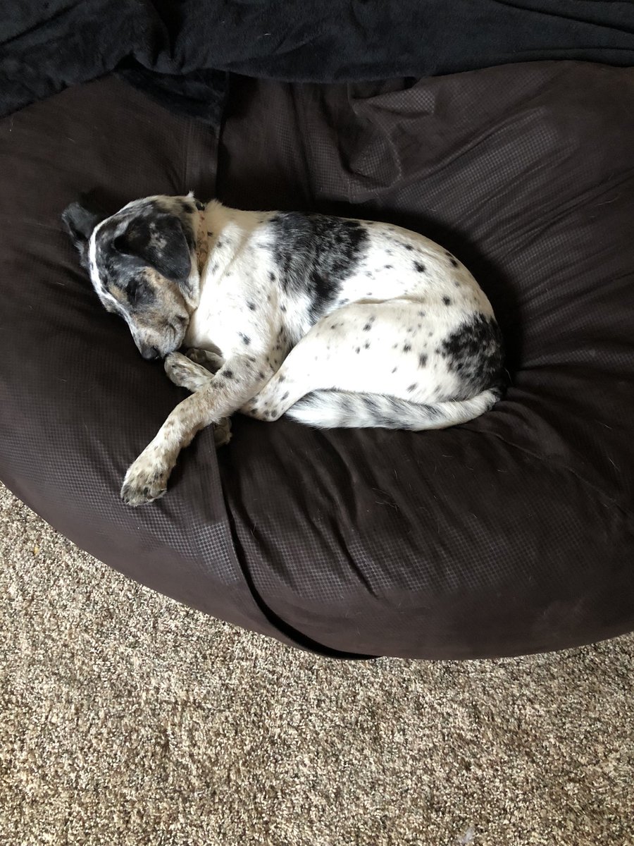 Here’s a cute pic of Harley to brighten up your news feed 💘