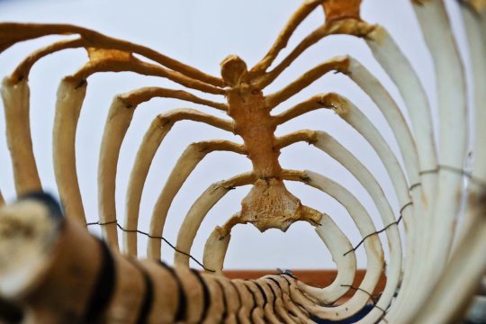 TroyBiologicals's tweet photo. Understanding Chiropractic Care
https://t.co/UJJ3uCmlfO
#TroyBiologicals #TroyBio #Microbiology #Chiropractor #SpinalHealth https://t.co/PwLD04pgTE