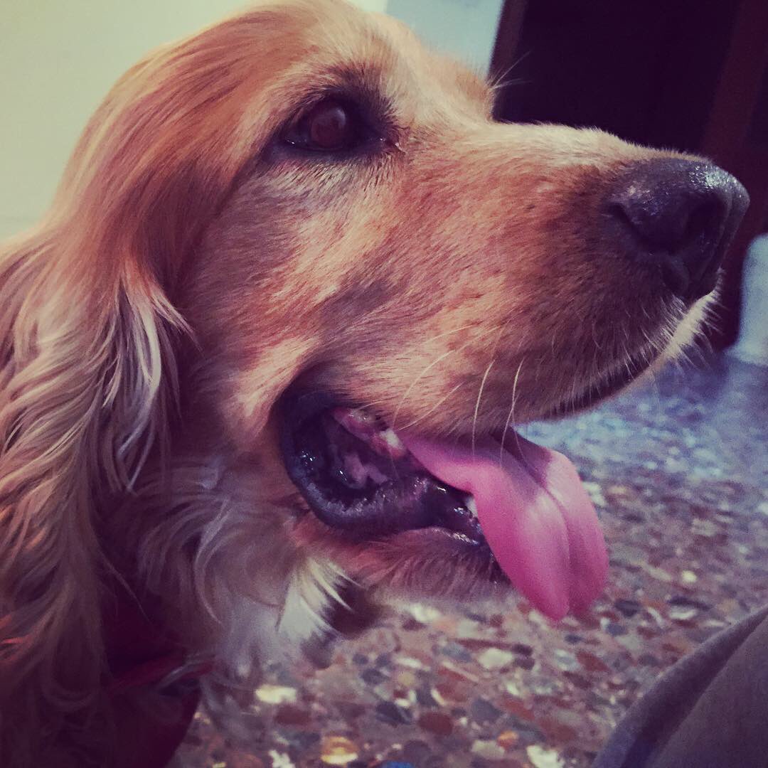 RudoSafer's tweet photo. Hoy, Toby duerme en casa. Noche de guardería. 

#NoCompresAdopta #SOSCocker https://t.co/W0k9rZ26mU
