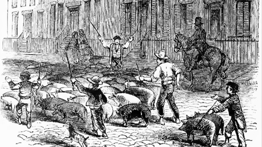 Driving hogs to slaughter along Cincinnati’s residential streets, as illustrated by Harper’s Weekly in 1860.