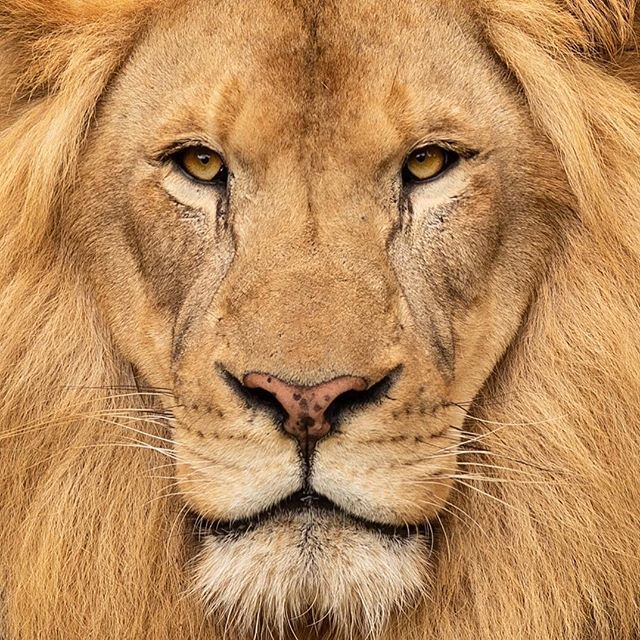DaleMcDPhotog's tweet photo. Hey, what’s up doc? King of the Cleveland Zoo. @clevezoosociety #clevelandzoo #wildaboutcle #thisiscle #thisiscleveland #cleveland #clevelandgram #clegram #lion #king #malelion #mane #zoo #clezoo https://t.co/THWIvqJmB1