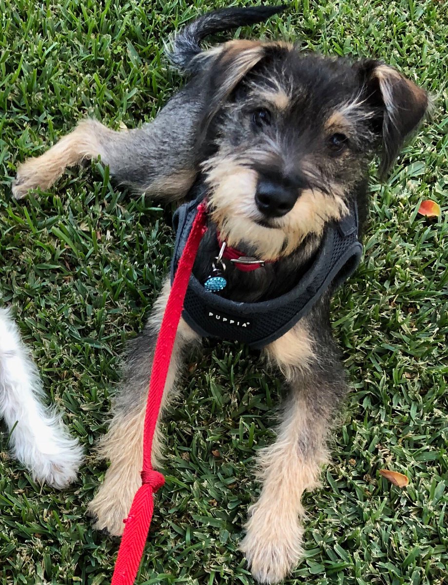 Patton Oswalt On Twitter Barn Raising Scene From The Peter Weir