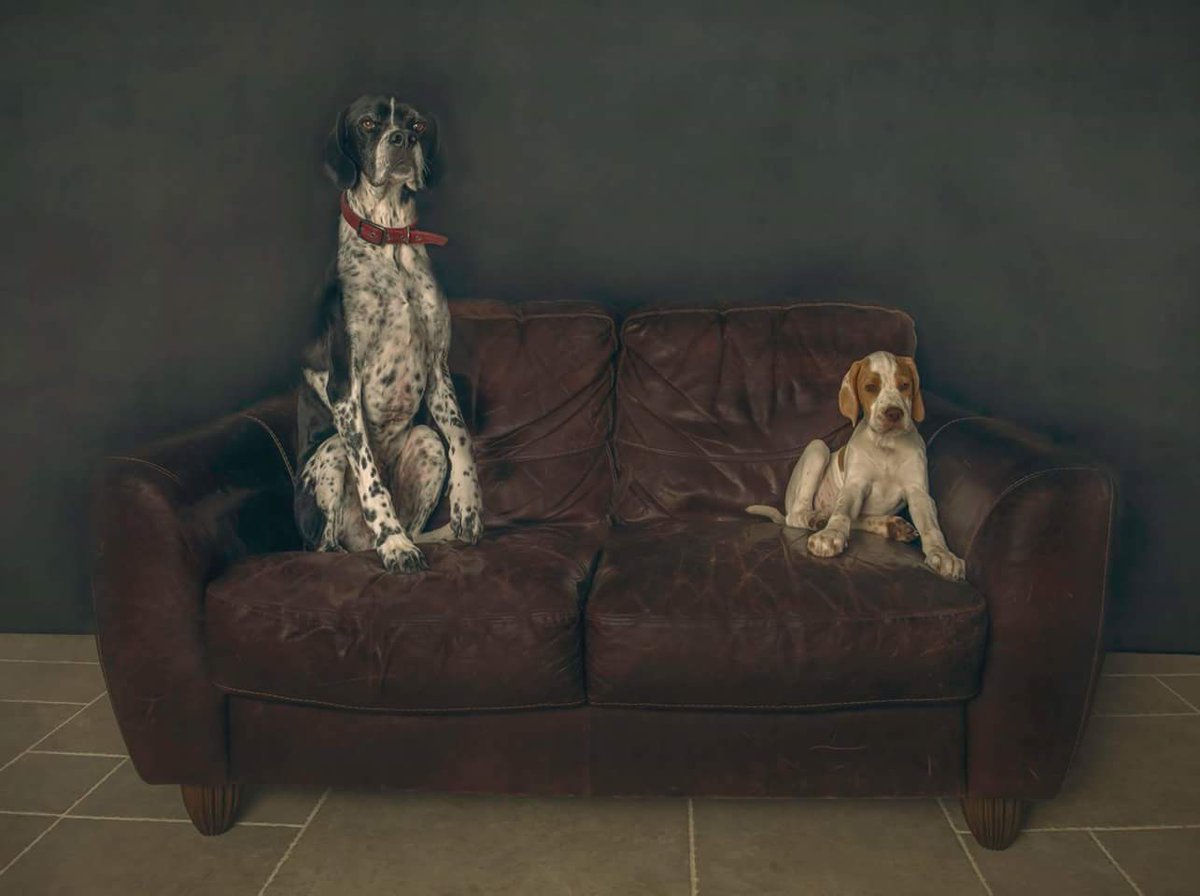 victoria stilwell crate training