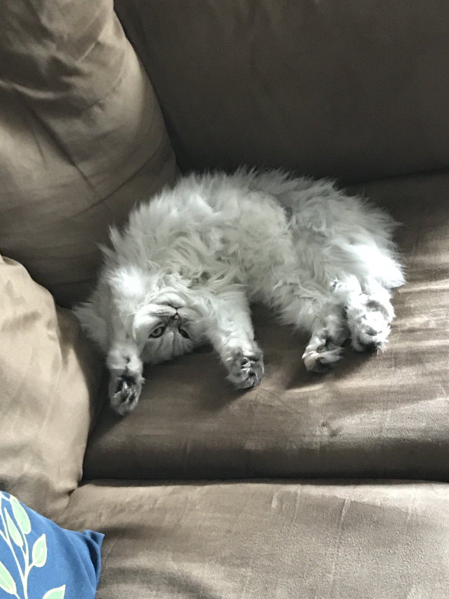 Luna_the_Fold's tweet photo. Prince @amanfr01 caught me practicing my “Thriller” routine. How embarrassing...
#caturday #catsofinstagram #catsoftwitter #lunathefold https://t.co/ZpcoaqcXRC