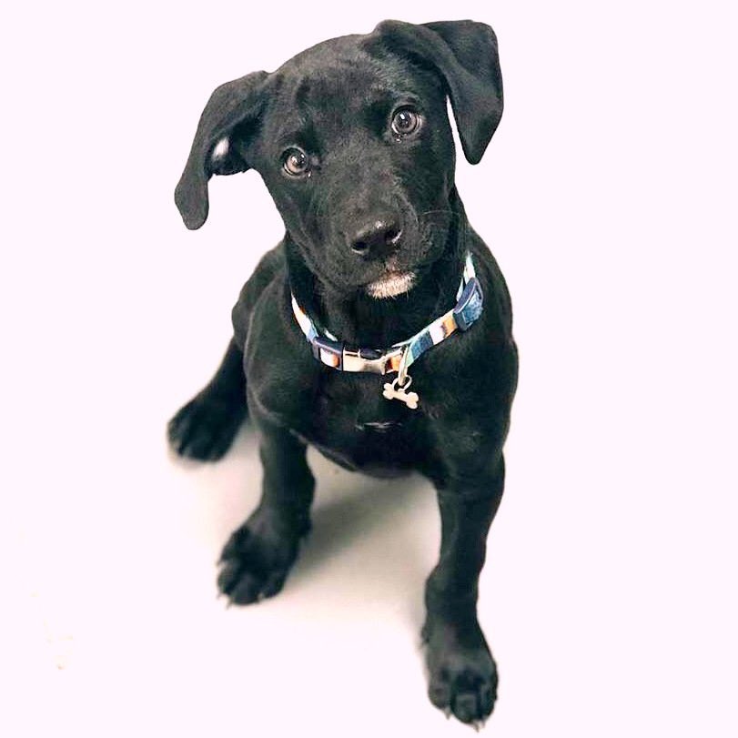 MorrisAnimal's tweet photo. #FirstDayofFall, but leaves aren’t the only thing falling - so are our adoption fees! Besides our #PhillySpecial $25 cats & large dogs, puppies like Corinne&Elijah* are now $400. Fall in love. 🍁🐶
*named for @corinnegilliard & @ElijahCone w/ our #WFLT nameathon w/ @anamariecox! https://t.co/jJyIF9xcwa