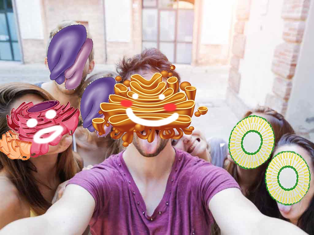 GRapparatus's tweet image. A hard worker, leader, and FRIEND to all of my fellow organelles! Pumping out proteins for you guys all day every day. #DSAAPBio2