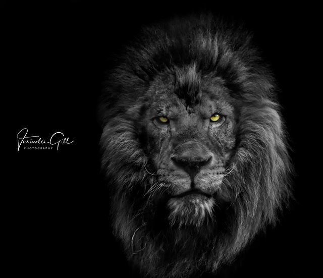 SparkP1xels's tweet photo. Not perfect but something to share ..🦁🦁🦁 . . . . . @featured_wildlife #wildlifephotography #wildlifeart #naturee #wildlifehd #natgeowild #sparkpixels #wildgeography #animalkingdom #lion #resourcemag #dslrofficial #portrait #viewbug #animalabis #featu… https://t.co/93l1A5RO2w https://t.co/zaJNEqiynk