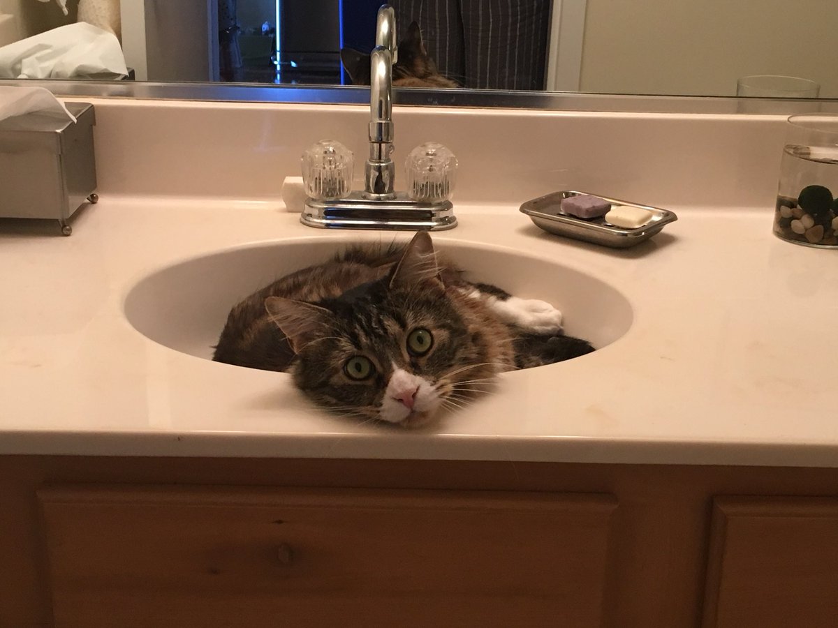 AtelierMidnight's tweet photo. βHoney, come here! Iβm afraid our bathroom sink is completely stuffed!β
*
*
*
*
*
#midnightatelier #parsifal #bathroomsink #bathroomissues #funnycat #sillycat https://t.co/VC0fC86AUz