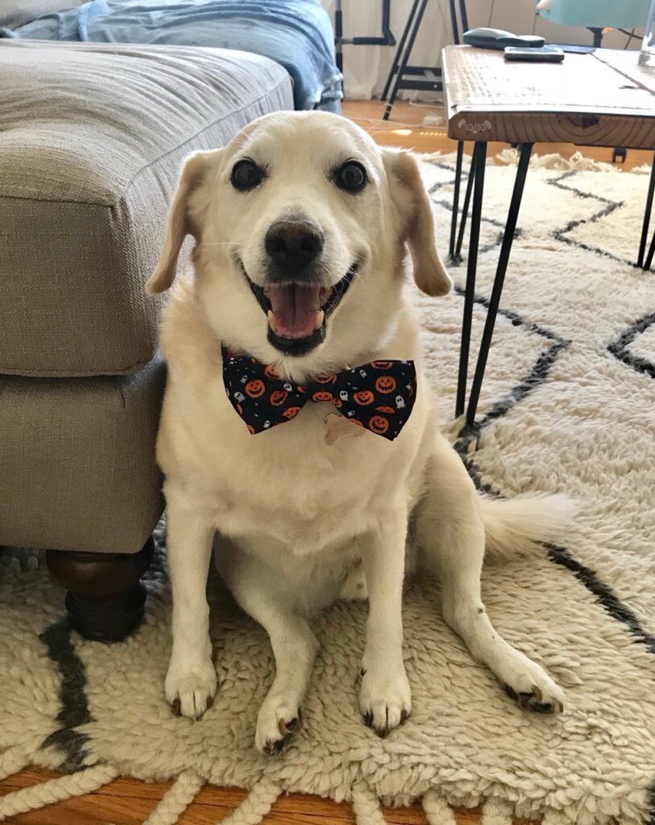 dog_rates's tweet image. This is Toby. He’s very excited for spooky season. Hopes you like his bow tie. He tied it himself. 13/10 would carve a pumpkin with #SeniorPupSaturday