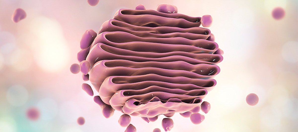 GRapparatus's tweet image. Working with up to 20 cistarnae at a time to transport proteins and lipids so that my fellow organelles can be happy and healthy! #DSAAPBio2