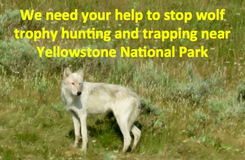 YellowstoneWolves tweet media