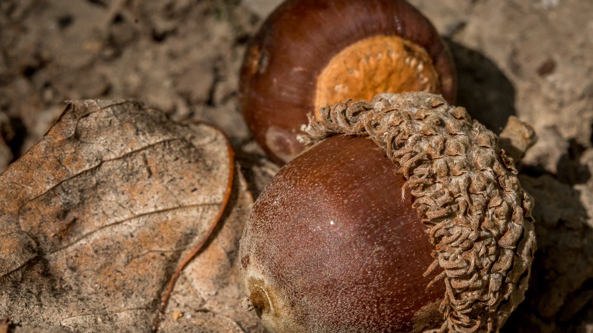 MCTProductions_'s tweet image. The amount of acorns in the woods right now is insane. Can’t wait to start hunting!

#food #acorn #hunting #deer #photography