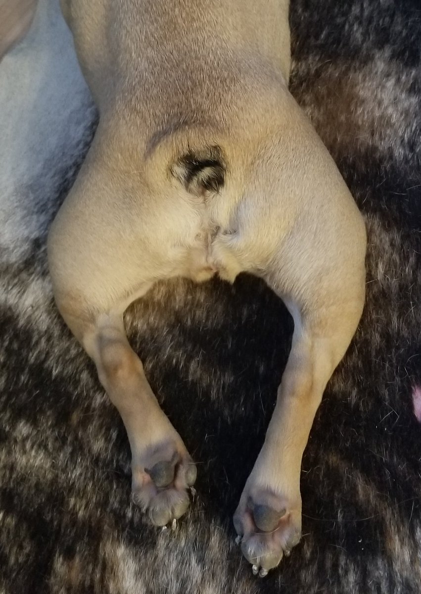 gogojen1969's tweet photo. I like bully butts and I can not lie.  - Sir Mix A Lot?  @pnkhippo #frenchbulldog #frenchie #DogsOfTwitter #dogs #FrenchBulldogsOfTwitter #bulldoglife #frenchbulldog https://t.co/8eNnOqtG2X