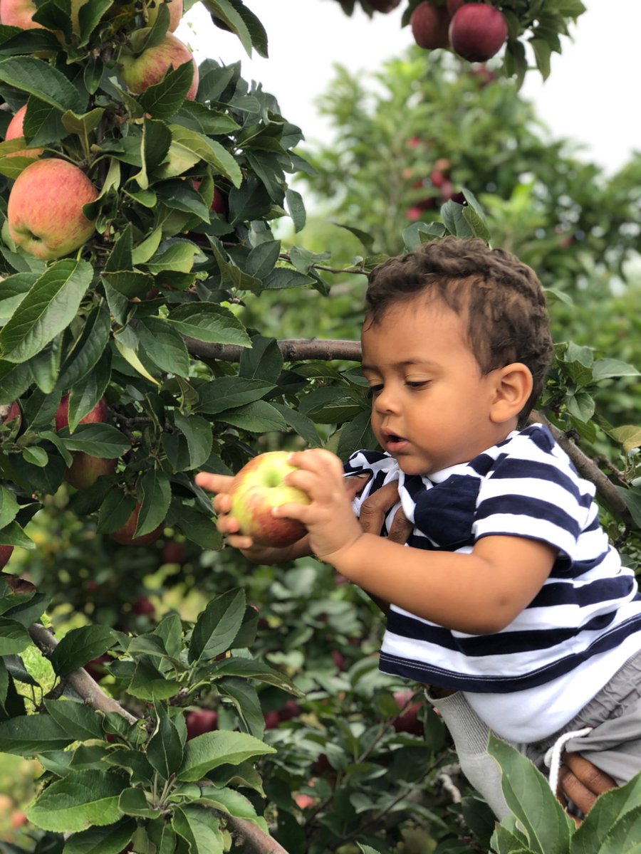 fnavarro2016's tweet photo. Yummmyyy 😋🍎 🌳 !!! #mommyslittlehelper #applepickingtime #favoritetimeoftheyear https://t.co/7HDsagQEOa