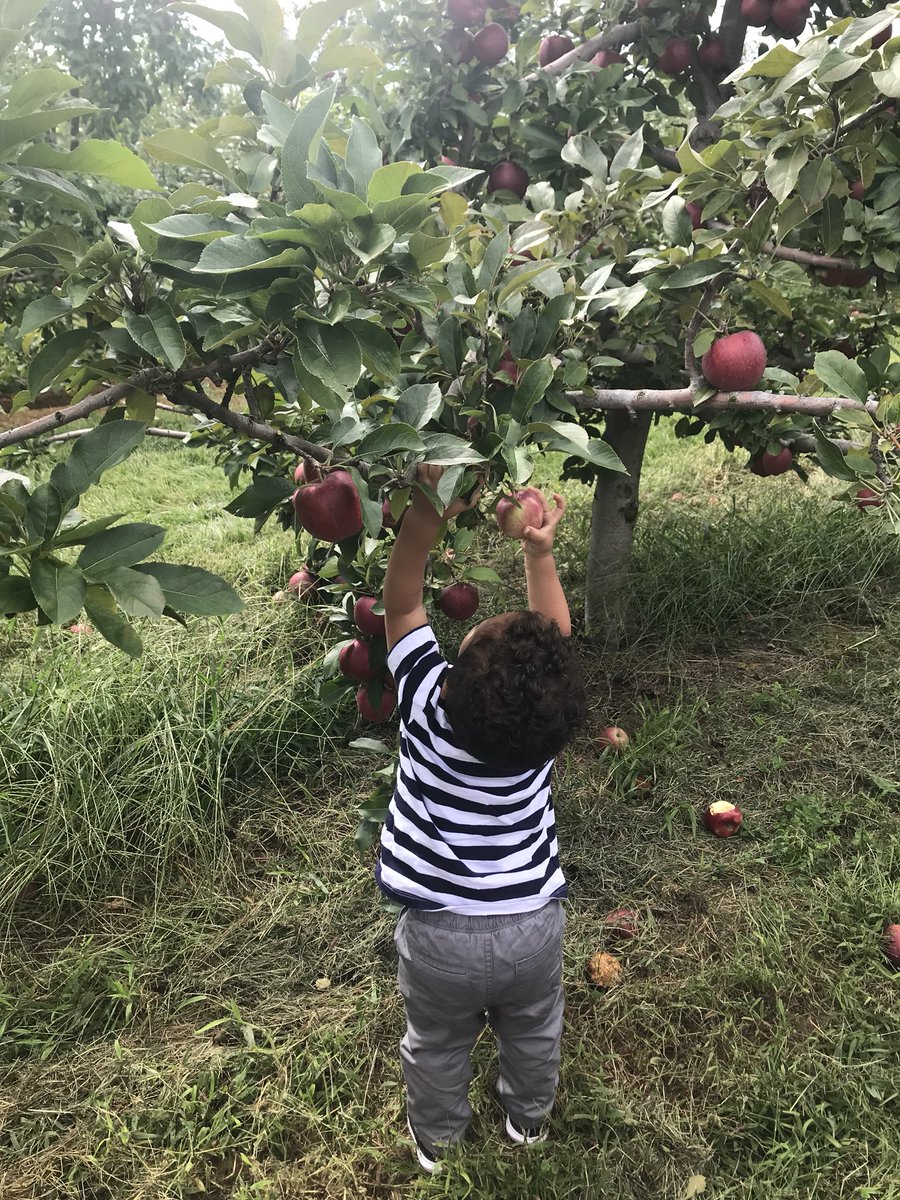 fnavarro2016's tweet photo. Yummmyyy 😋🍎 🌳 !!! #mommyslittlehelper #applepickingtime #favoritetimeoftheyear https://t.co/7HDsagQEOa