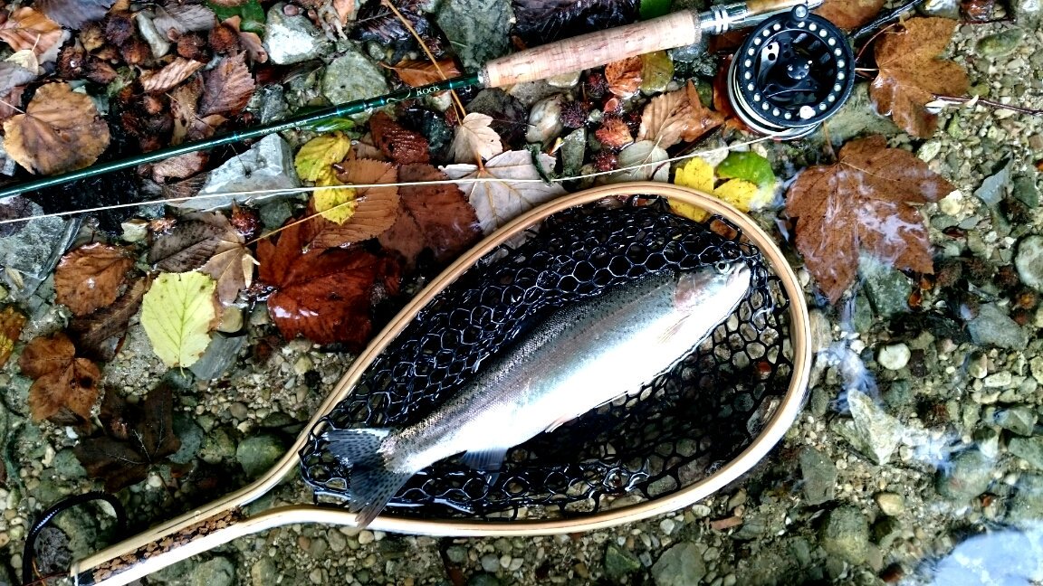 AssyntFly's tweet image. Happy day with 'Penny' from @SimbaRods on the river #traun today! Couldn't have done it without company &amp;amp; expert guidance from Kurt @ Hanausek Rods, hanausek-tods.com and  Franz! #rainbowtrout #flyfishing