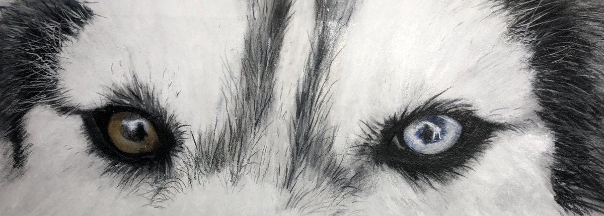 JudithV's tweet image. Met this guy a few weeks ago and had to joy the eyes!
Colored pencil, Pastelmat.
Jvartresources.com