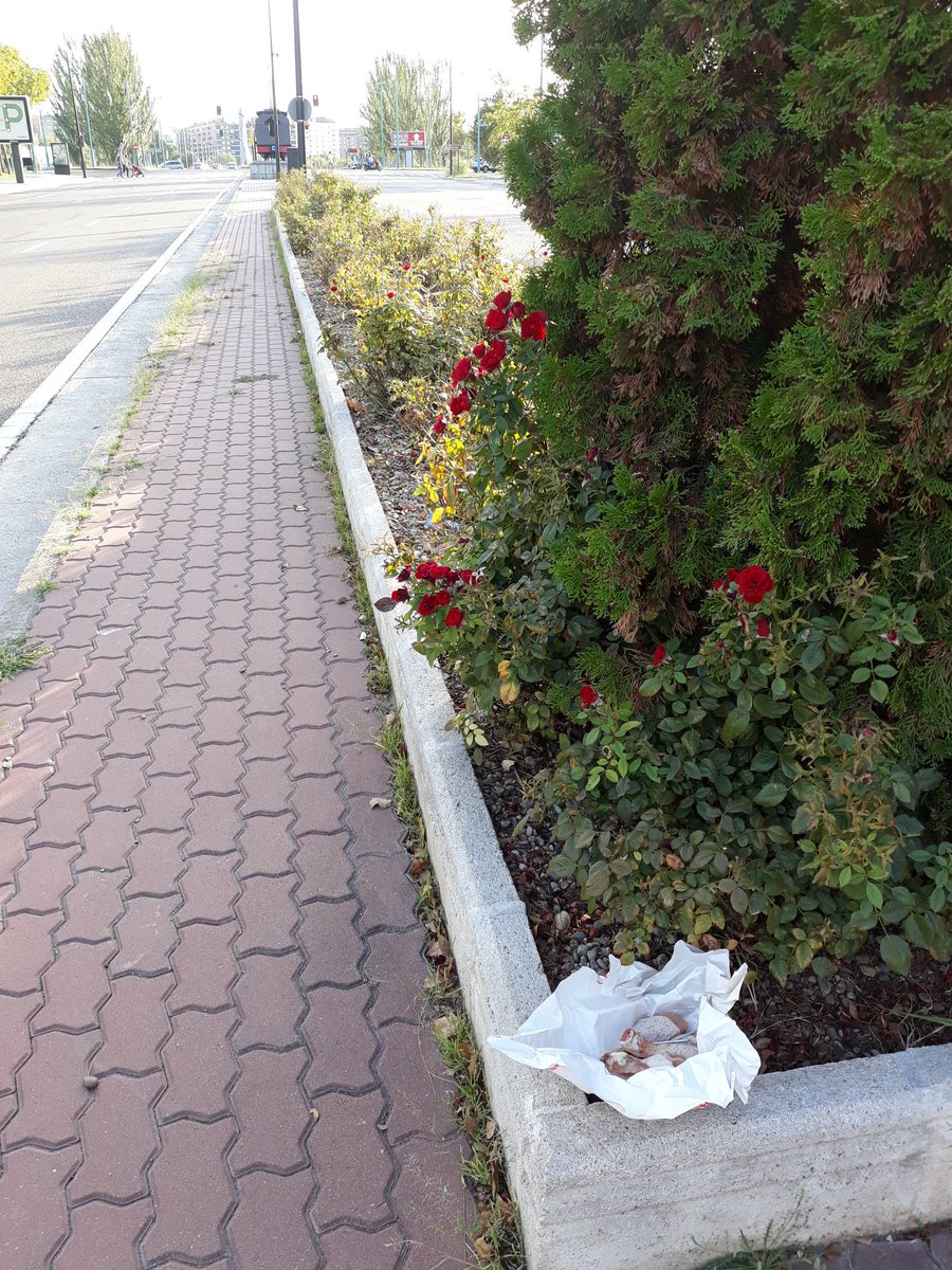 Salvajada encontrada en jardines de calle valle de Broto (actur), puesto en manos de patrulla de <a href="/policiazaragoza/">Policía Zaragoza</a> <a href="/SoydeZaragoza/">Soy de Zaragoza</a> <a href="/ZGZmiciudad/">Zaragoza mi Ciudad</a> <a href="/zgzciudadana/">Zaragoza Ciudadana</a> <a href="/enjoyzaragoza/">Enjoy Zaragoza</a>