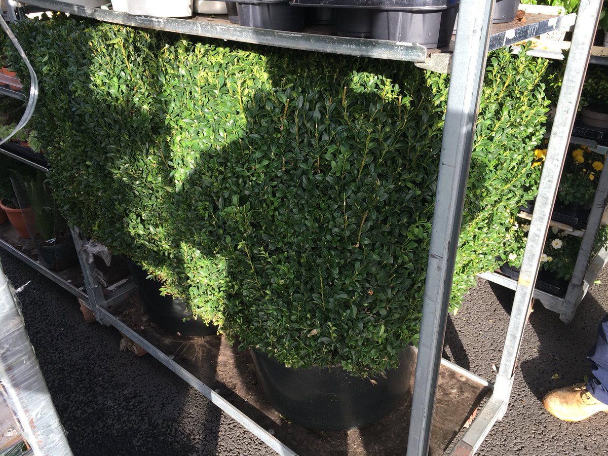 liverpooltrees's tweet photo. Plants for sale Liverpool
Free delivery !
Free planting !
Liverpool area only
Box hedges
Shaped box
Pyramid box
Bay trees
Succulents
Various plants
Ivy
#LiverpoolTrees #plants #trees #allerton #woolton #mossleyhill #aigburth #trees #flowers #liverpool https://t.co/HOsddMWVkk