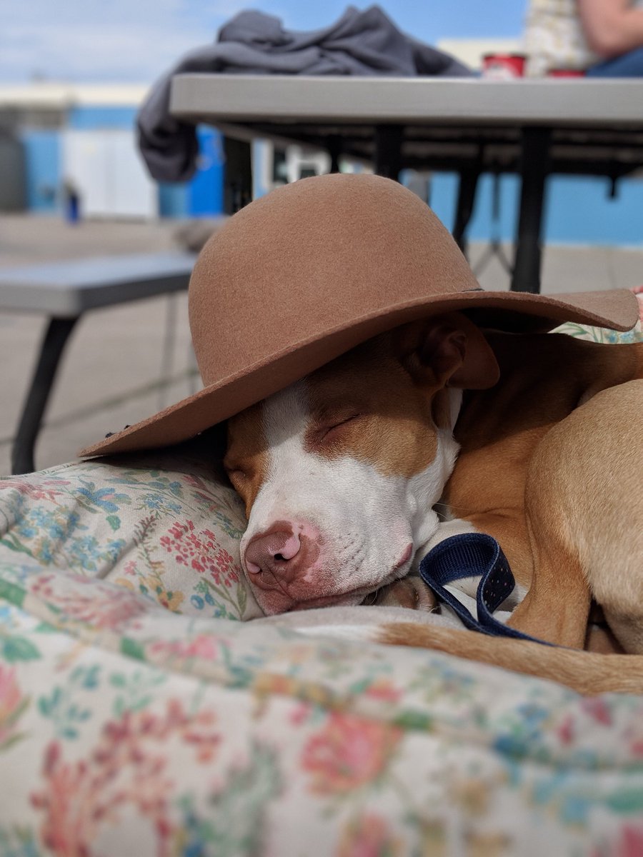 AbracadaversWeb's tweet photo. Classic #SetPup look. @rachaelhaugan’s Dog Pants showing us the trends of tomorrow - Photo by Kenya Weaver // #abracadavers #storyhive #watchlocal #roadtrip #comingsoon @STORYHIVE @TELUS @nsicanada @YYCFilmCentre https://t.co/7zgWvOzhHq