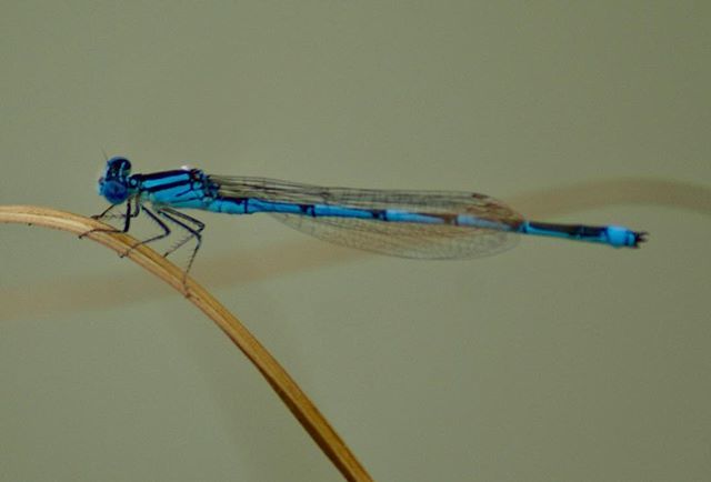 PixclusiveP's tweet photo. “Dragonflies symbolise the change in perspective of yourself.”
.
.
.
.
.
#biology #biodiversity #zoology #inspirenaturenow #nature
#earthart #natureshots #naturephotography #wildlife #allkindsofnature
#pocket_nature #ig_countryside #fifty_shades_of_natur… https://t.co/JdfBnOCiNz https://t.co/aL9sezJx9Q