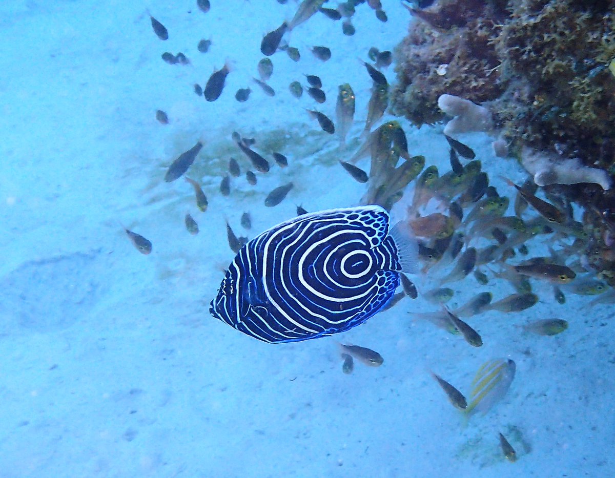 Diving Lover 沖縄で出会えた生物シリーズ キンチャクダイ科 タテジマキンチャクダイ 幼魚 見た目からしてかなり特徴的な模様です 名前の由来はこの体の波模様から付けられたそうです サザナミヤッコの幼魚と間違えやすいです 私は間違えていました