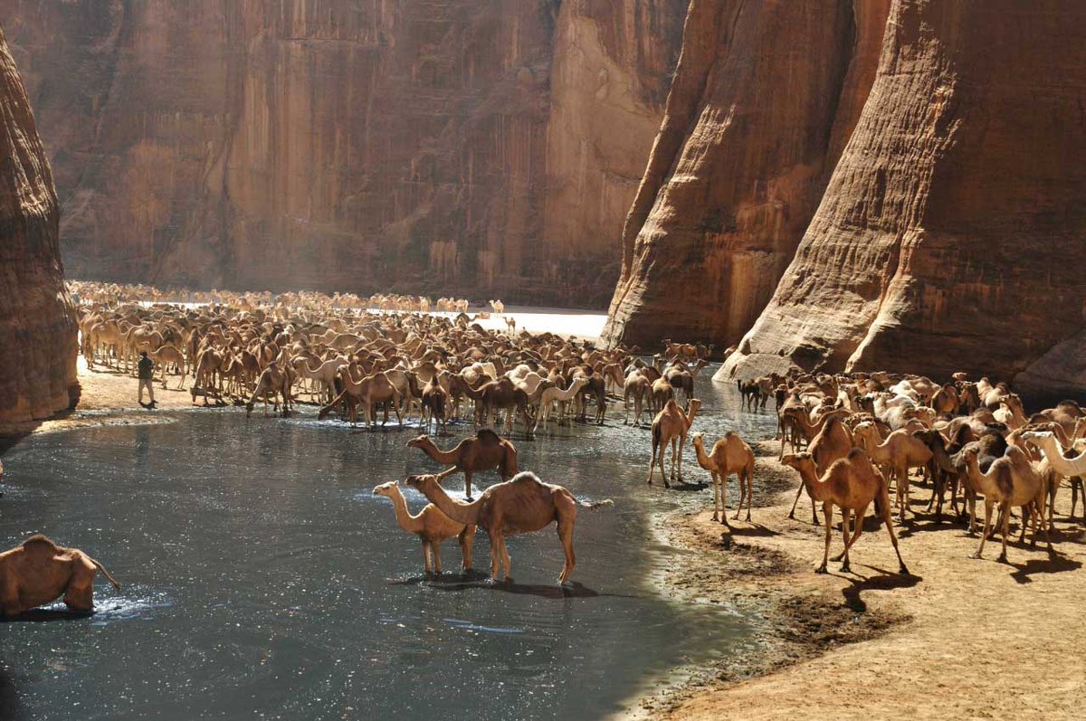 Paises_Here's tweet photo. #Chade - #RepúblicaDoChade #جمهوريّةتشاد #RépubliqueDuTchad #Tchade #Tchad #تشاد #Chad #NDjamena #Jamena #África #Africa #Descubra #Discovery #Conheça #GetToKnow #Viagens #Travels #Viagem #Trip #Viajar #Travel 🇹🇩🌍 https://t.co/l99PqzHdMI