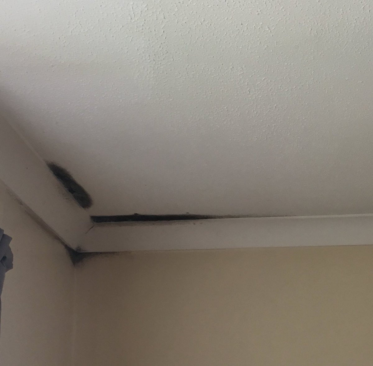 Samp1185's tweet photo. @Ameyplc these are the conditions you’re expecting military families to live in! Black mould everywhere yet if my house isn’t at march out standard  you’ll charge us extortionately!! https://t.co/2R2jhHq4F5
