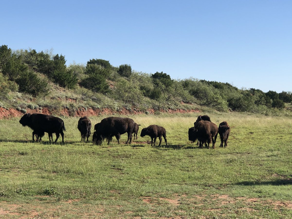 RVAmericaYall's tweet photo. Having a great time at #BisonFest in Quitaque, Texas with our friends @MelanysArt! It’s a beautiful day for a festival supporting the TX State Bison Herd at @TPWDparks Caprock Canyons State Park!! https://t.co/RT7DlB9D6y
