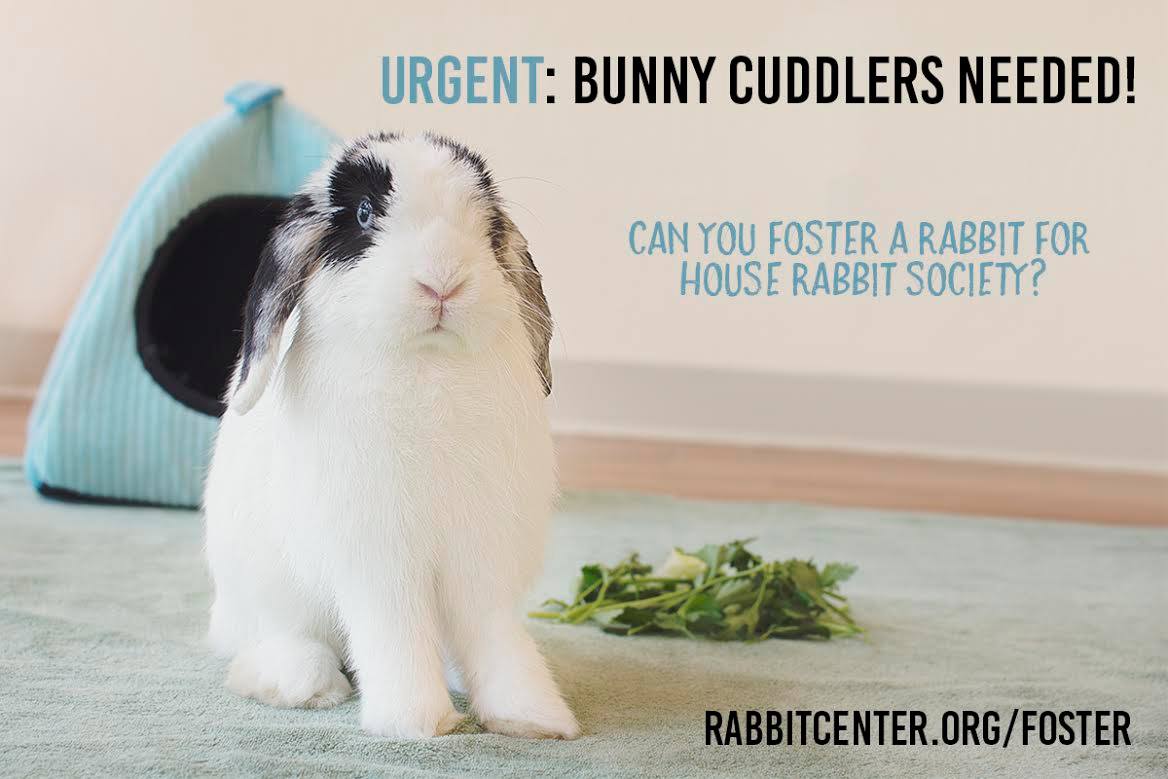 House Rabbit Society (Houserabbit) Twitter