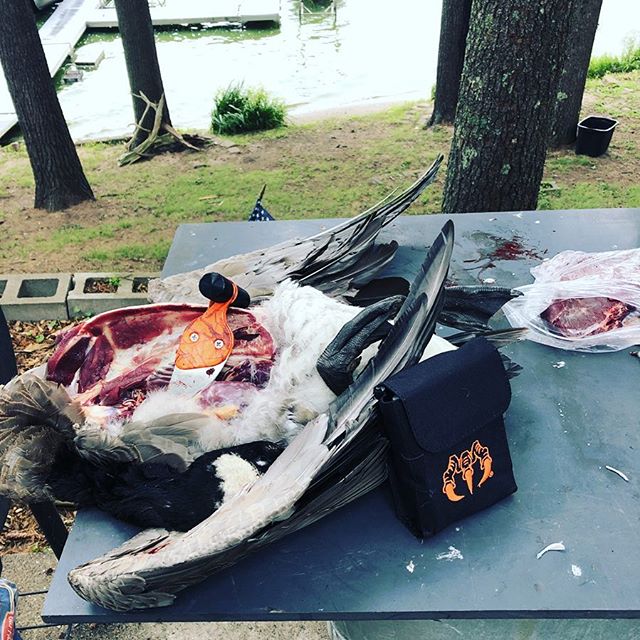 Goose Season has opened in a lot of states, who all here hunt's these migratory bird? #raptorazor #deerhunting #huntingseason #deerseason #elkhunting #elk #venison #wildgame #huntingknife #biggameskinner #goosehunt #geesehunting 📷: @tom_cats_adventures