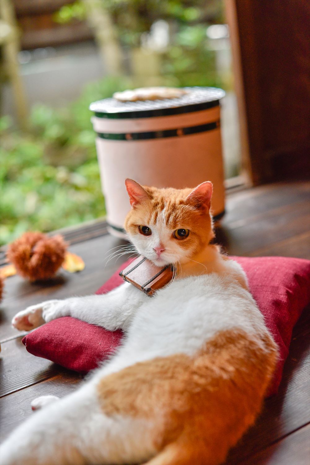 にゃらん 秋の気配が近づいてきたにょだ 秋分の日 サンマ かな 実は 焼きイワシ 栗 にゃらん じゃらん