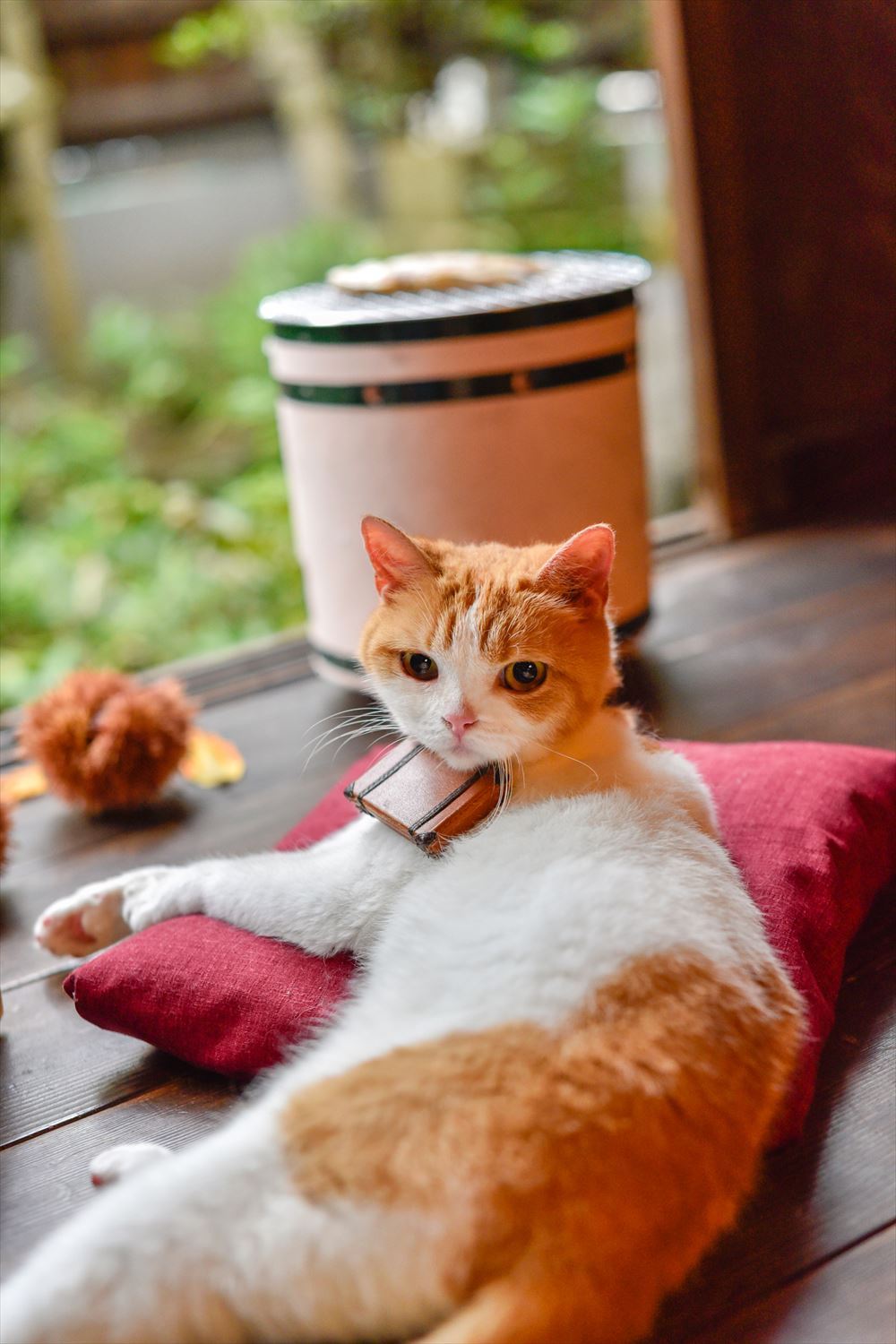 にゃらん 秋の気配が近づいてきたにょだ 秋分の日 サンマ かな 実は 焼きイワシ 栗 にゃらん じゃらん T Co Kkg1slmdtn Twitter