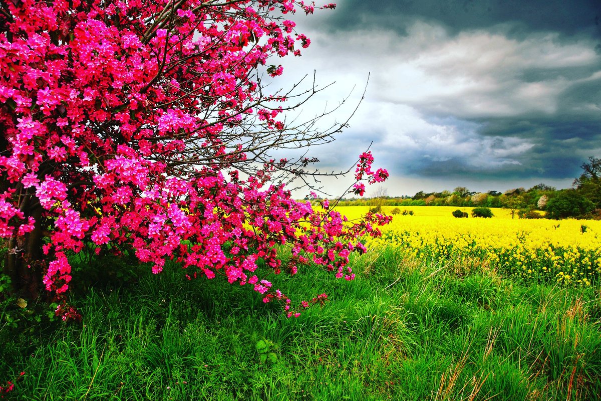 theartofki's tweet photo. The perfect blossom is a rare thing. You could spend your life looking for one, and it would not be a wasted life.
.
.
.
.
.
#journey #essence #blossom #ki #theartofki #artofki #perfection #life #flowers #awareness https://t.co/LleO8gCN4F