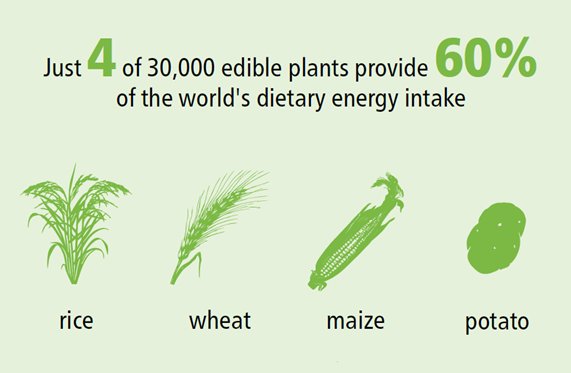 BeerahaPlus's tweet image. Variety really is the spice of life.
Using such a small number of species increases the vulnerability of
agriculture systems and puts food security and nutrition at risk.
#SDGs #ZeroHunger 

Source :@gaurisalokhe