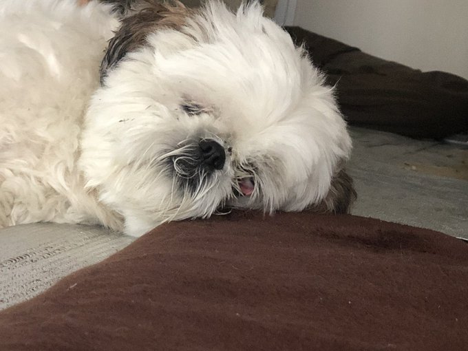 ブス 高画質 のtwitterイラスト検索結果 古い順