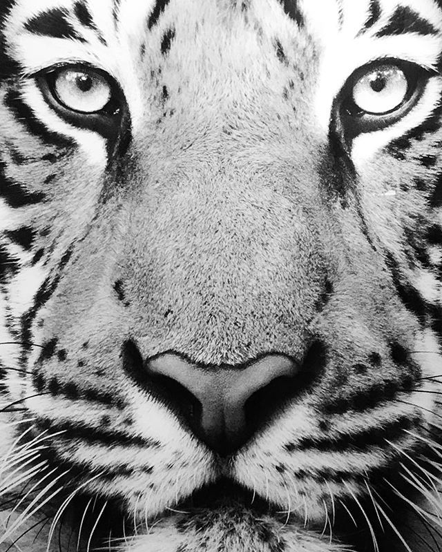tigerband06's tweet photo. WILD tonight. Congratulations Tigers! https://t.co/jalfTItSCu https://t.co/Z7QORJmEJk
