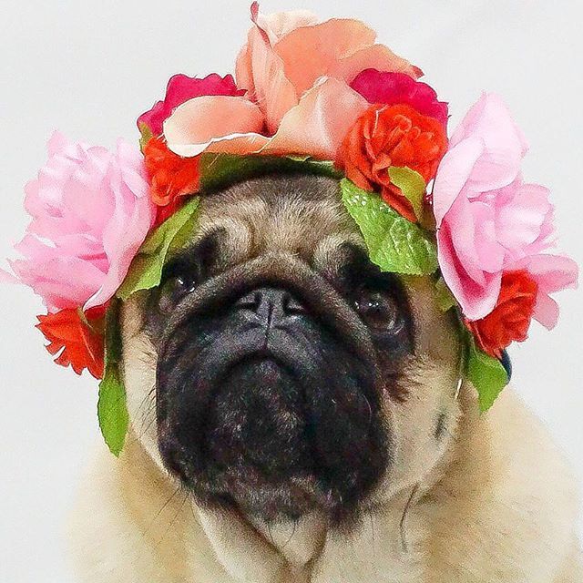 nortonmousepugs's tweet photo. Hope your weekend is blossoming nicely 🌸🌼🌺 Sorry we’ve missed so many of your posts.. we’ll be back in full swing soon. Until then know we are always thinking of you 💖 Love Mouse
.
.
.
#missingyou #seeyousoon #puglove 
#bloomingpug #springpug https://t.co/RYRuBRIbKA https://t.co/qjRkpyEPsu
