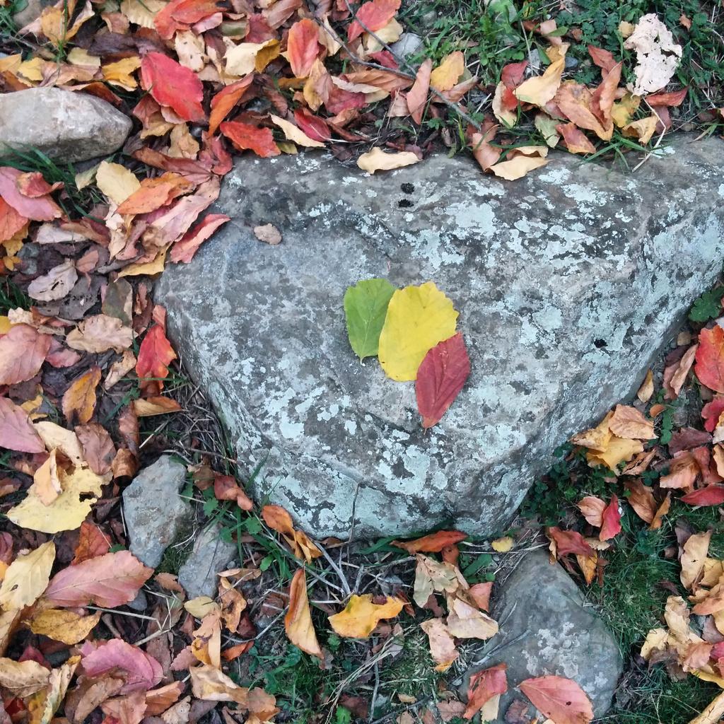 dreamofliferd's tweet image. #firstdayofall