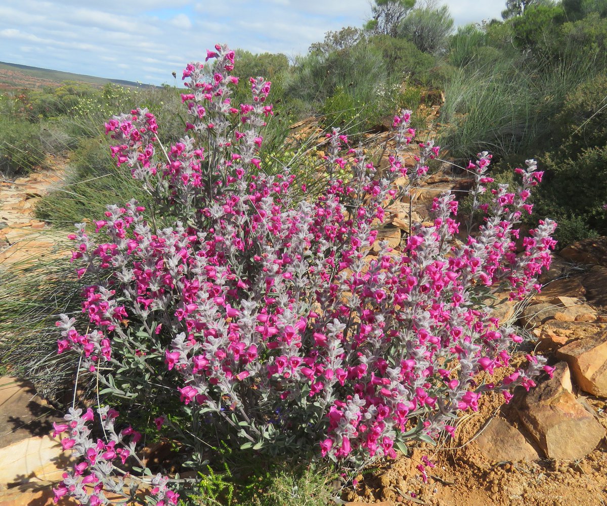 StuartWilliams_'s tweet photo. The stunning  "native foxglove", Dasymalla terminalis (syn. Pityrodia terminalis) at Kalbarri National Park #WAwildflowers #Lamiaceae #ozplants https://t.co/F4URkuapAm