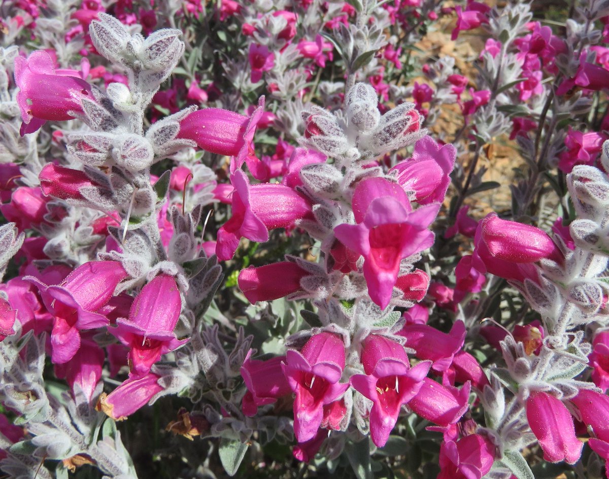StuartWilliams_'s tweet photo. The stunning  "native foxglove", Dasymalla terminalis (syn. Pityrodia terminalis) at Kalbarri National Park #WAwildflowers #Lamiaceae #ozplants https://t.co/F4URkuapAm