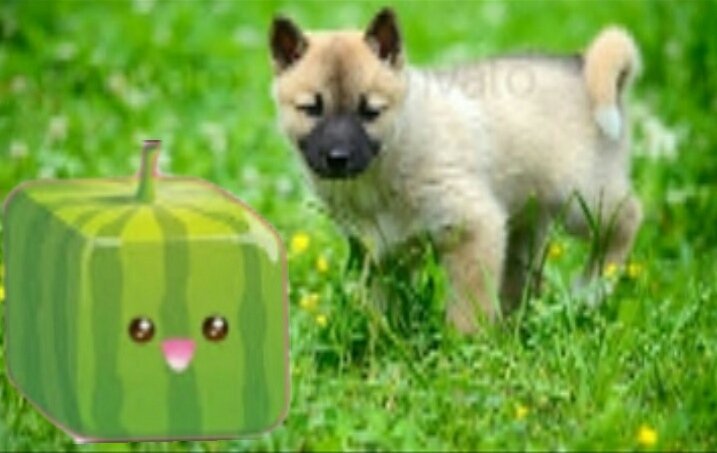 thesquaredmelon's tweet photo. GET YOUR PETS OR KIDS SQUARED WATERMELONS THEY WILL LOVE THEM! https://t.co/kQnaRTwRU7
