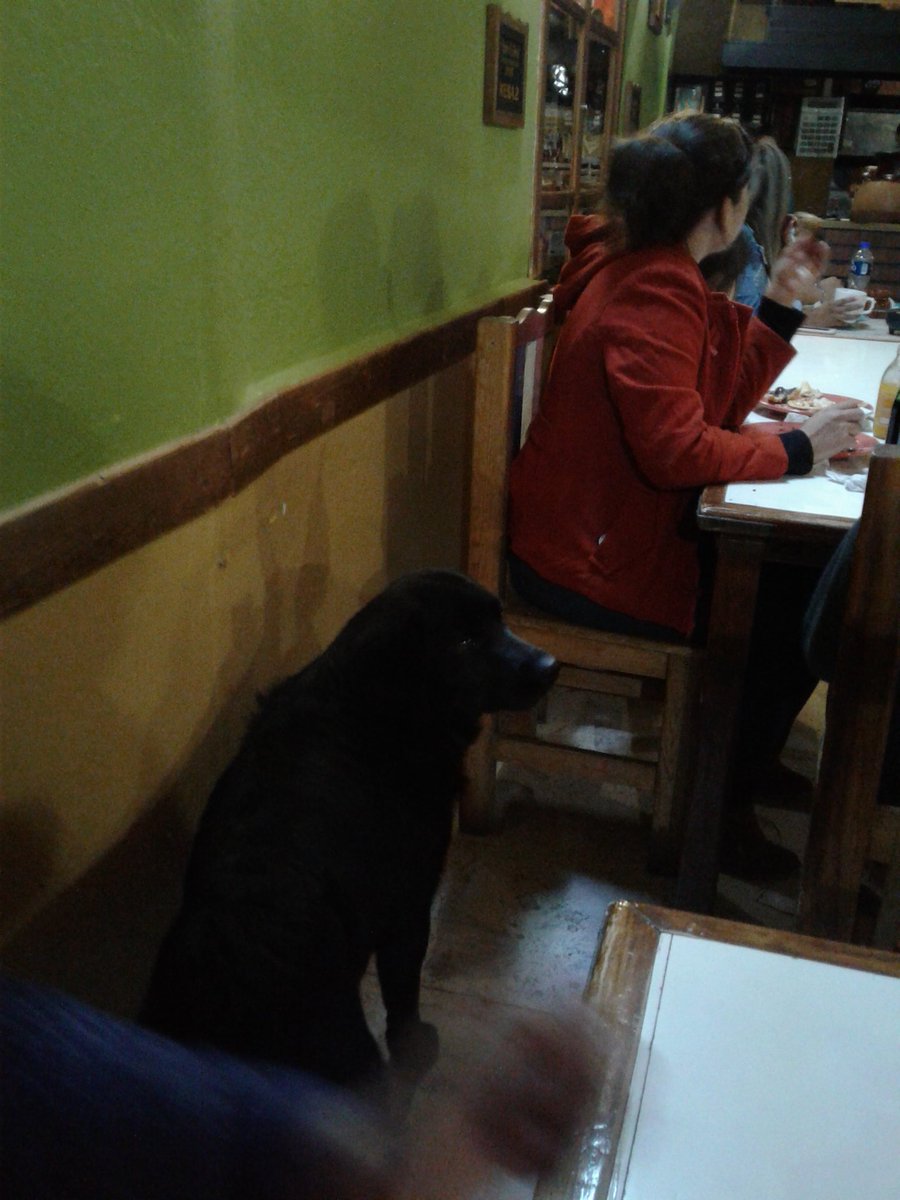 osiriosa's tweet image. #RealDelMonte un comensal #distinguido 🐕