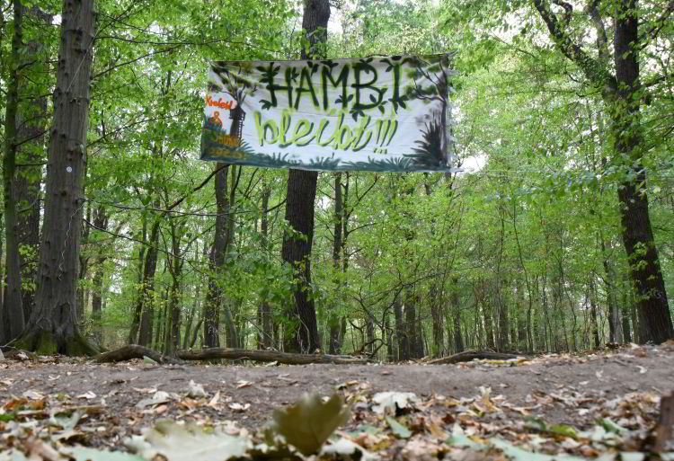 Hey, @tubukutweet :-)
#HambacherWald #HambacherForst #hambibleibt