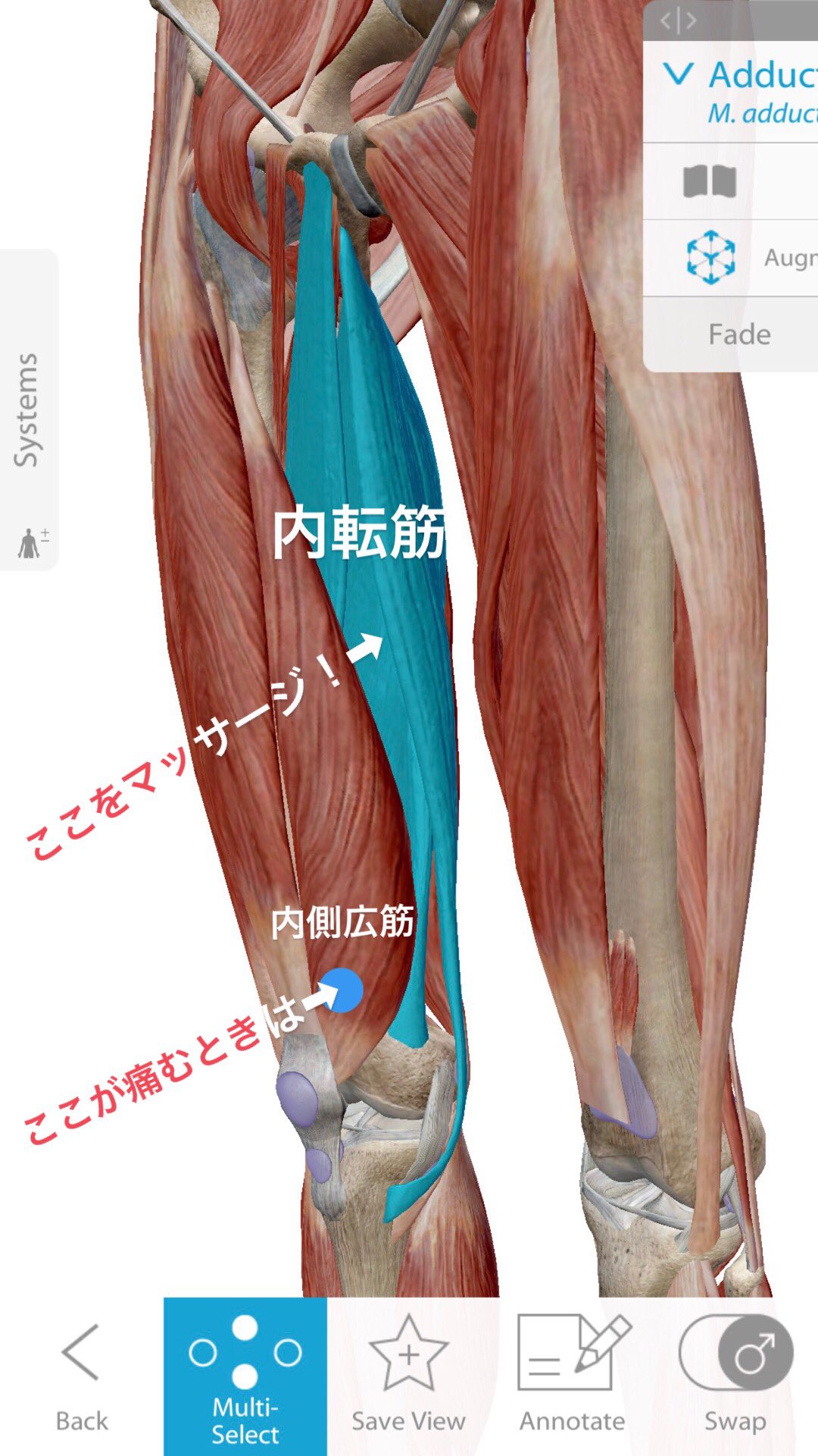 にっしー Activike 自転車乗るたびに膝の内側の痛みに襲われる人へ 内側広筋 のケアもそうですがそれと繋がりがあると言われる 内転筋群のマッサージも忘れずに行いましょう また 内転筋は引き足にも非常に大切な筋肉です T Co Axbyimbtnq